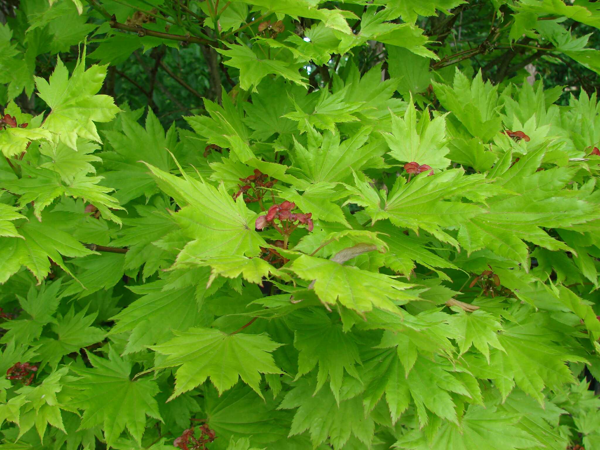 Acer Shirasawanum 'Aureum' — photo 1